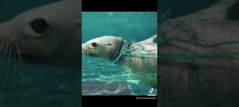 Cómo influye el ambiente marino en la seguridad